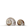 Photo studio escargots de mer