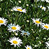 Marguerites